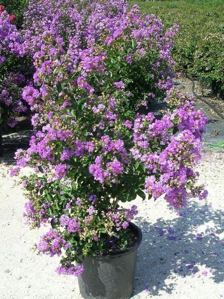 Lagerstroemia fioletowa Benoit P9 zdjęcie 4