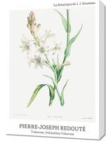 Obraz 50x70cm Design Polianthes Tuberosa, Redoute Vintage do Salonu