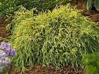 Cyprysik groszkowy SUNGOLD Złocista miniatura