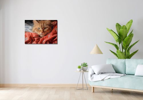 Obraz 70x50cm Mruczący Spokój na Arena.pl