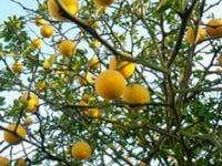 POMARAŃCZA TRÓJLISTKOWA - sadzonki w doniczkach