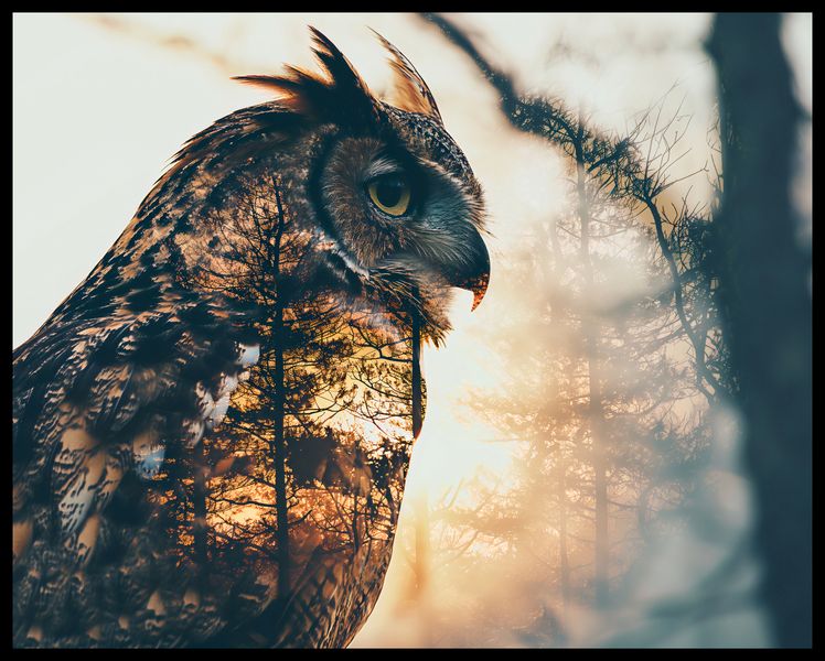 Plakat 76x60,5cm Sowi Duch zdjęcie 2