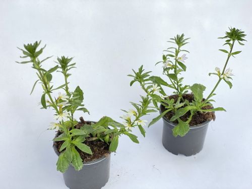 Scewola (Scaevola) biała, sadzonka na Arena.pl