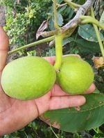 ORZECH KRÓLEWSKI WŁOSKI DODO 50 / 80 CM