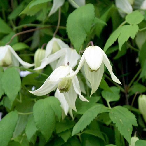 Powojnik Clematis Lemon Beauty ® C2 E na Arena.pl