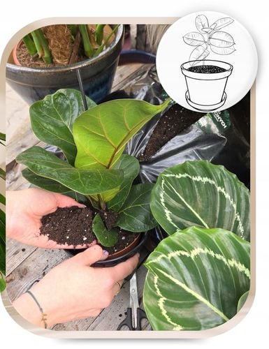 Podłoże Rośliny Zielone do Palm Juk Dracen Monstery Zamiokulkasa na Arena.pl