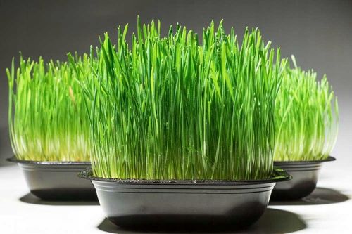 Ekologiczna Trawa TRAWKA Dla Kotów Przysmak Odkłaczający Wyrośnięta Świeża na Arena.pl