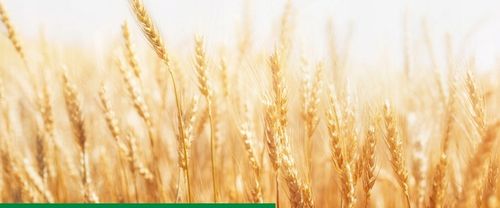 AMISTAR 250 SC 200ml 0,2L grzybobójczy na Arena.pl