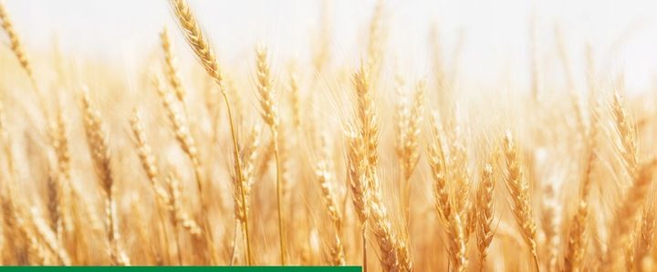 AMISTAR 250 SC 200ml 0,2L grzybobójczy zdjęcie 16