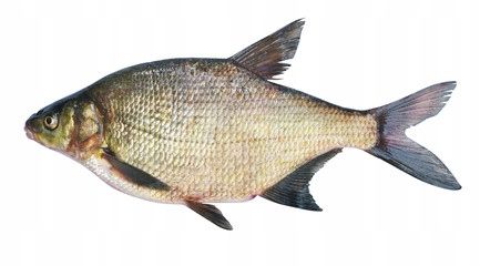 osmo pro method feeder dark pellet 2mm 1kg zanęta na Arena.pl