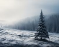 Plakat 50x40cm Samotna Choinka