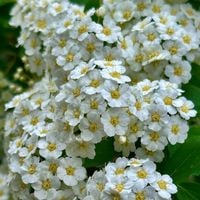 Tawuła nippońska 'Halward's Silver' (Spiraea nipponica') Doniczka 2.0L