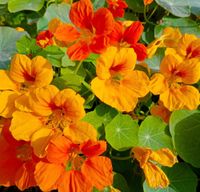 NASIONA Kwiatów Nasturcja Pnąca Jewel of Afrika Mieszanka 3g Kwiaty 413053