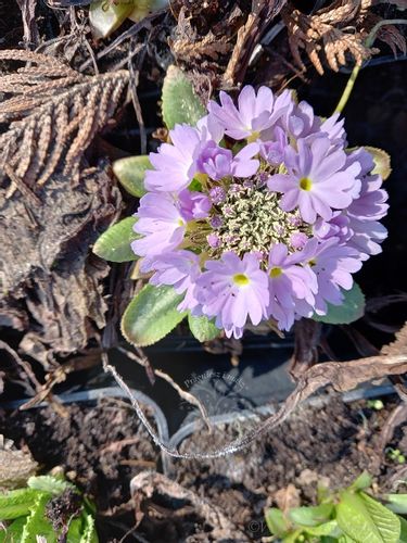 Pierwiosnek ząbkowany sadzonka bylina rabaty na Arena.pl