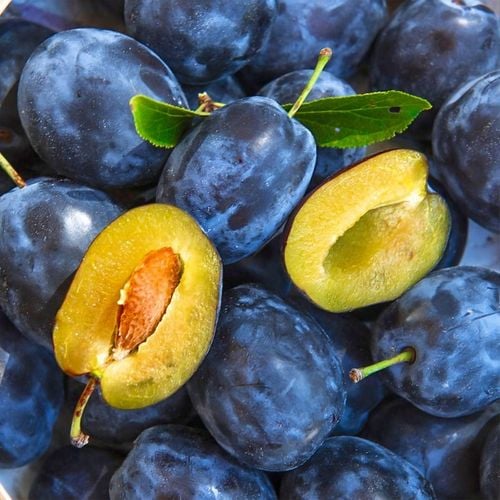 SADZONKI DRZEWKA OWOCOWE ŚLIWA WĘGIERKA DĄBROWICKA STARA POLSKA na Arena.pl