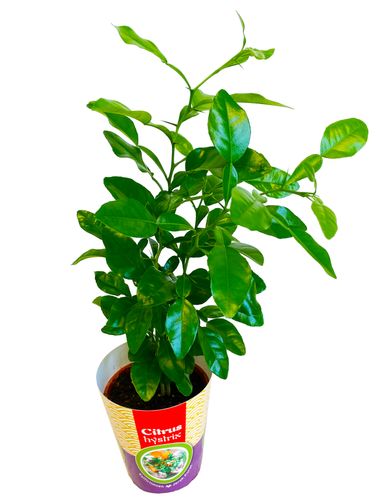 LIMONKA KAFFIR 40 cm na Arena.pl
