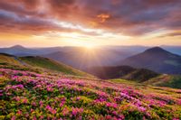 Fototapeta Góry Zachód Słońca Kwiaty PEJZAŻ do Salonu 400x280