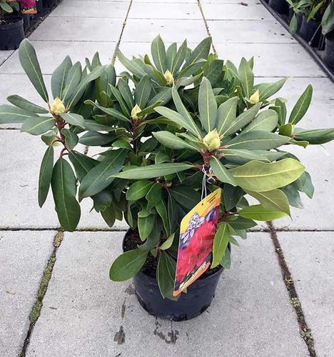 Różanecznik Busuki C3 E na Arena.pl