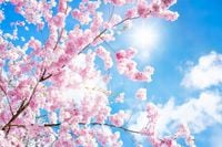 KWIAT fototapety FOTOTAPETA drzewo widok niebo