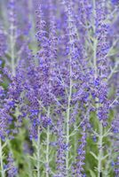 Perowskia łobodolistna Little Spire - Perovskia atriplicifolia