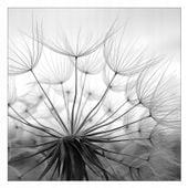 FOTOTAPETA DMUCHAWCE NASIONA DMUCHAWCA 395x280