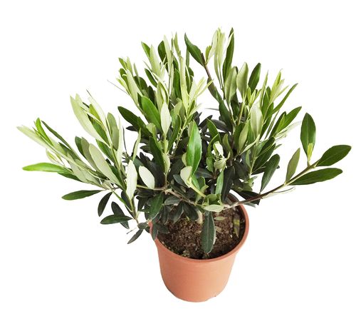 DRZEWKO OLIWNE (OLIWKA) 35 cm na Arena.pl