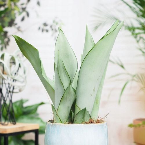 Sansevieria'Moonshine' KSIĘŻYCOWA PIĘKNOŚĆ -Sansewieria Wytrzymały Sukulent na Arena.pl