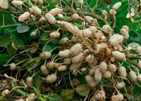 ORZECH ZIEMNY Arachis hypogea NASIONA 20 sztuk - 10g.