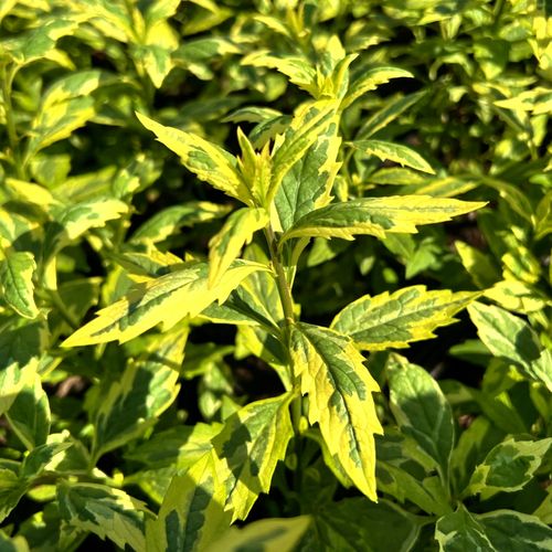 Aster Japoński 'Shogun' Pstre liście (Kalimeris yomena) Doniczka 2.0L na Arena.pl