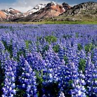 Łubin trwały Lupinus Niebieski Wieloletni Sadzonki w doniczkach P9