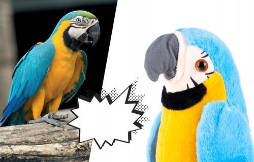 PAPUGA GADAJĄCA POWTARZA TAŃCZY MÓWI MÓWIĄCA Miś GADAJĄCA MASKOTKA na Arena.pl