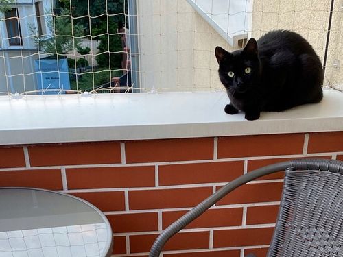 80x ZACZEP DO MONTAŻU SIATKA NA BALKON DLA KOTA PTAKI BEZ WIERCENIA + KLEJ na Arena.pl