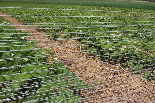 Siatka Do Paletowania Ręcznego 0,5x500m Mocna Owijania Palet Warzyw 3,2g na Arena.pl