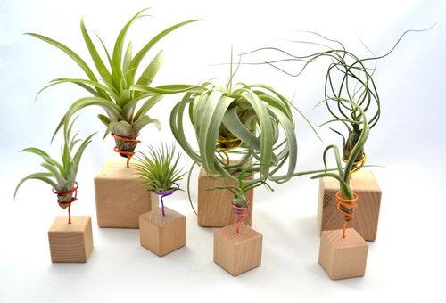 TILLANDSIA, OPLĄTWA X 6 SZT, NA START ! airplant na Arena.pl