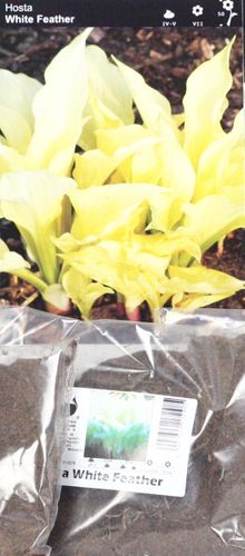 Funkia Hosta White Feather - nowość na Arena.pl