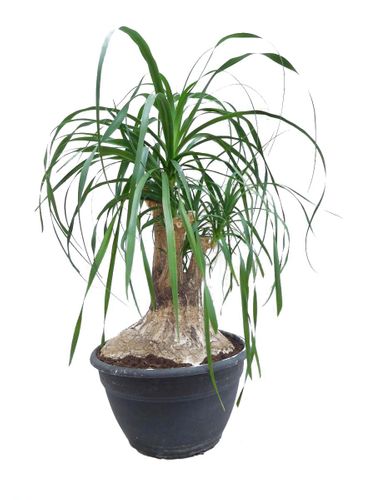 NOLINA - STOPA SŁONIA 85 cm na Arena.pl