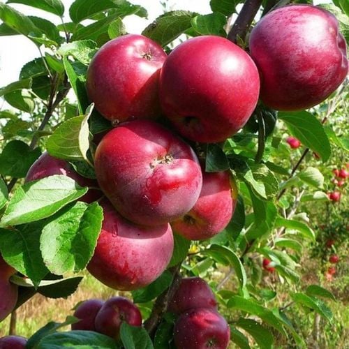 SADZONKI DRZEWKA OWOCOWE JABŁOŃ MALINOWA OBERLANDZKA MALINÓWKA STARA na Arena.pl