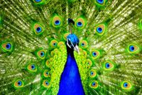 FOTOTAPETA PAW NATURA ZWIERZĘTA PAWIE PIÓRA