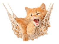 60X40CM OBRAZ KOTEK JEGO HAMAK