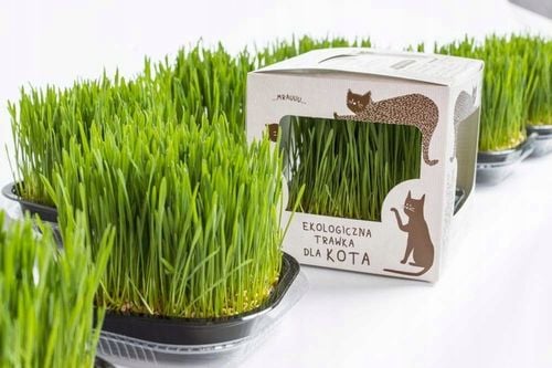 Ekologiczna Trawa TRAWKA Dla Kotów Przysmak Odkłaczający Wyrośnięta Świeża na Arena.pl