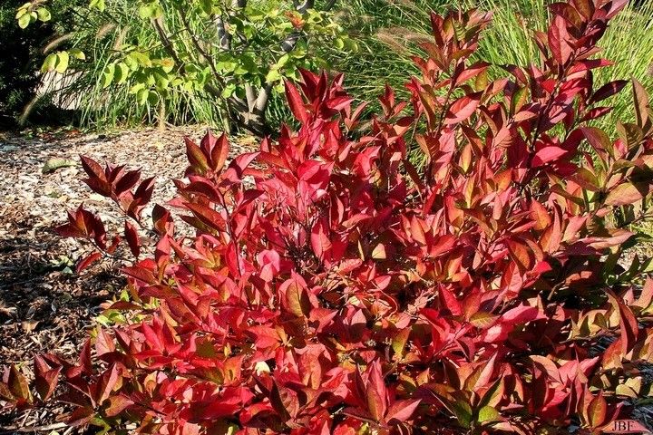 Itea wirginijska 40-60cm C2 zdjęcie 2