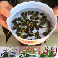 50 mieszanych nasion lotosu, nasiona, roślina lotosu.