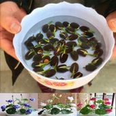 50 mieszanych nasion lotosu, nasiona, roślina lotosu.