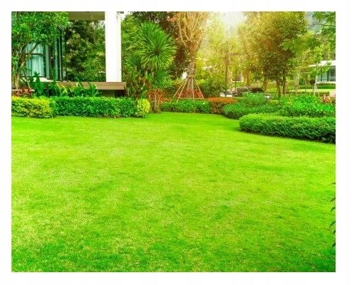 Nawóz na trawnik Polifoska z mikroelementami, Polifoska Plon Plus 25 kg na Arena.pl