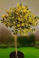 OSTROKRZEW zielono - żółty na pniu GOLDEN KING 120 CM
