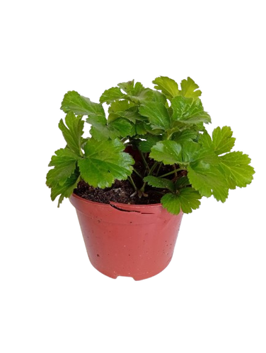 Pragnia syberyjska (Waldsteinia ternata) – złoty dywan ogrodu na Arena.pl