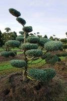 BONSAI Modrzew Wąż - sadzonki 120 / 160 cm
