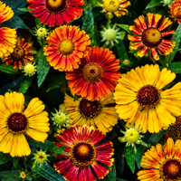 Dzielżan jesienny Czerwony Żółty Mix (Helenium autumnale) Doniczka 2.0L