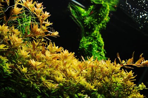 Yokuchi Ishiko Plant Mineral Specjalistyczna Miesz na Arena.pl