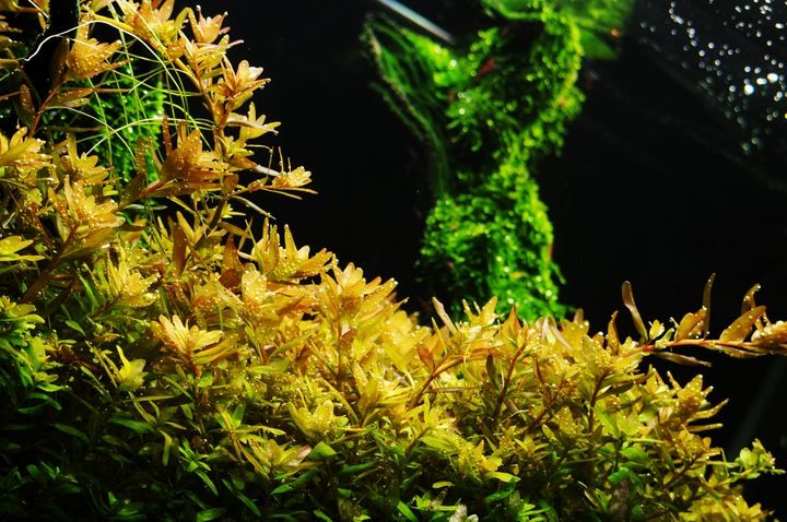 Yokuchi Ishiko Plant Mineral Specjalistyczna Miesz zdjęcie 5